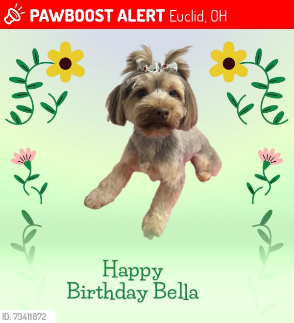 Lost Female Dog last seen Unsure, Euclid, OH 44123