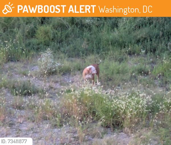 Found/Stray Unknown Dog last seen South Capitol Circle, vacant lot underneath bridge, Washington, DC 20003