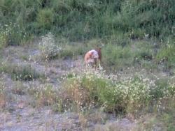 Found/Stray Unknown Dog last seen South Capitol Circle, vacant lot underneath bridge, Washington, DC 20003