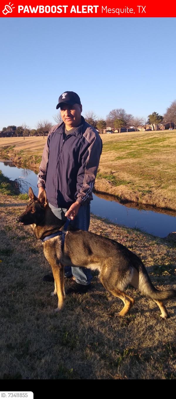 Lost Male Dog last seen Gus Thomason and Rustown, Mesquite, TX 75150
