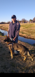 Lost Male Dog last seen Gus Thomason and Rustown, Mesquite, TX 75150