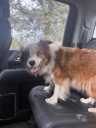 Found/Stray Female Dog last seen Jack creek rd and 974, Bryan, TX 77808