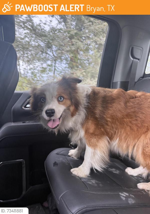 Found/Stray Female Dog last seen Jack creek rd and 974, Bryan, TX 77808