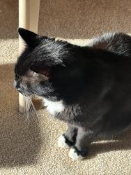 Lost Male Cat last seen Near ave 123 street, Edmonton, AB T6J 4T2