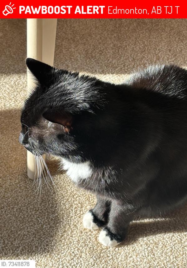 Lost Male Cat last seen Near ave 123 street, Edmonton, AB T6J 4T2