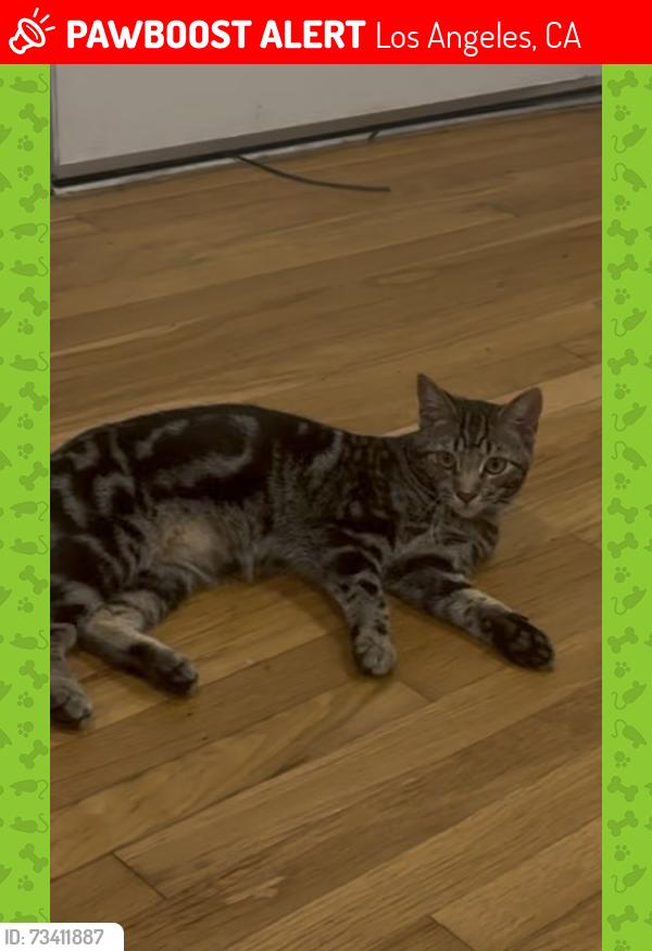 Lost Male Cat last seen Penmar ave and Appleton way, Los Angeles, CA 90291