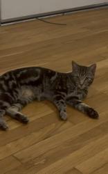 Lost Male Cat last seen Penmar ave and Appleton way, Los Angeles, CA 90291