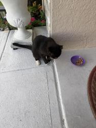 Reunited Male Cat last seen Veronica Ave and Buccaneer, Palm Bay, FL 32907