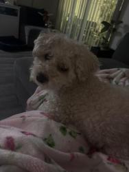 Reunited Male Dog last seen Citrus and Merril, Fontana, CA 92335