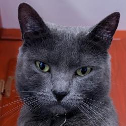 Reunited Female Cat last seen Mount and Barrett, Richmond, CA 94805