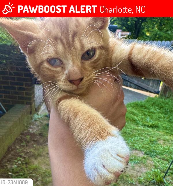 Lost Male Cat last seen Briarwood Park, Charlotte, NC 28215