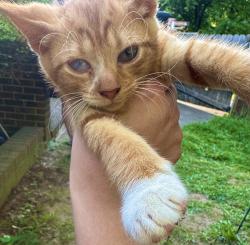 Lost Male Cat last seen Briarwood Park, Charlotte, NC 28215