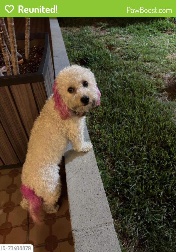 Reunited Female Dog last seen Gramercy / 41st PL, Los Angeles, CA 90062