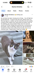 Lost Female Cat last seen Off Klosterman & Belcher, Palm Harbor, FL 34683