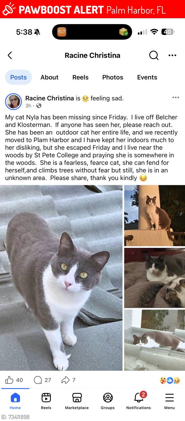 Lost Female Cat last seen Off Klosterman & Belcher, Palm Harbor, FL 34683