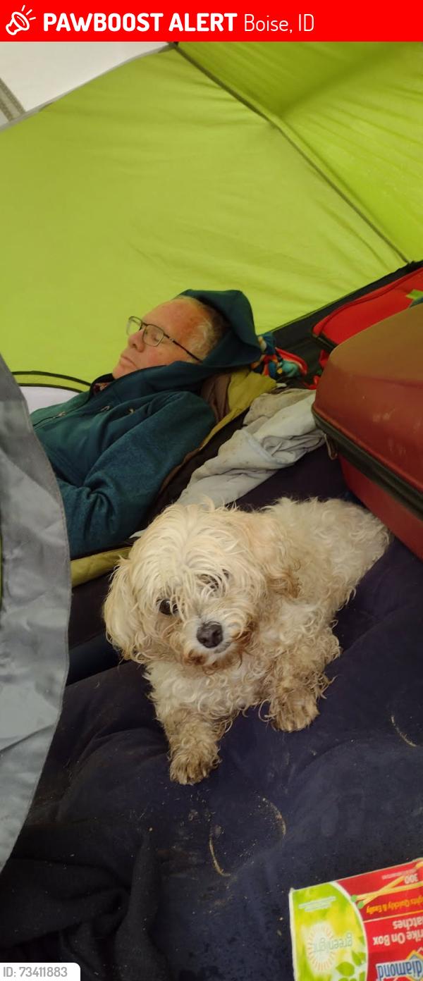 Lost Female Dog last seen I believe between Federal Way and Broadway freeway exists., Boise, ID 83706