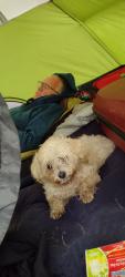 Lost Female Dog last seen I believe between Federal Way and Broadway freeway exists., Boise, ID 83706