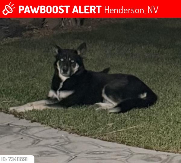 Lost Female Dog last seen Stephanie and horizon ridge, Henderson, NV 89012
