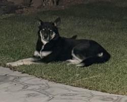 Lost Female Dog last seen Stephanie and horizon ridge, Henderson, NV 89012