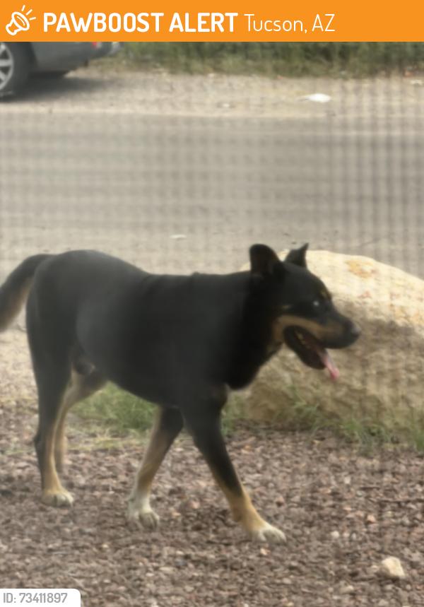 Found/Stray Male Dog last seen Park and Bantam, Tucson, AZ 85706