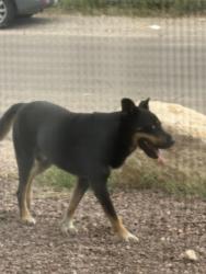 Found/Stray Male Dog last seen Park and Bantam, Tucson, AZ 85706