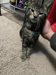 Reunited Female Cat last seen 272nd St and 171st Ave, Covington, WA 98042
