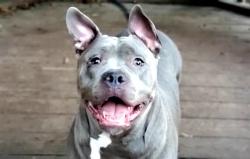 Shelter Stray Female Dog last seen CHARLOTTE, 8315 Byrum Dr, Charlotte, NC 28217, USA