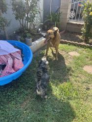 Reunited Male Dog last seen Avalon 93rd st e, Los Angeles, CA 90002