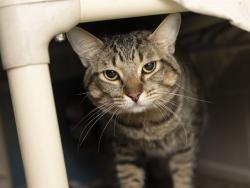 Shelter Stray Female Cat last seen Near BLOCK S ROOSEVELT ST, 5501 E Van Buren St, Phoenix, AZ 85008, USA