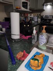 Reunited Male Cat last seen Corners Way, Norcross, GA 30092