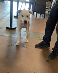 Shelter Stray Male Dog last seen , 14409 Vanowen St, Van Nuys, CA 91405, USA