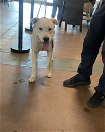 Shelter Stray Male Dog last seen , 14409 Vanowen St, Van Nuys, CA 91405, USA