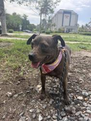 Shelter Stray Female Dog last seen Near BLOCK SW 11 TER, 3599 NW 79th Ave, Doral, FL 33122, USA
