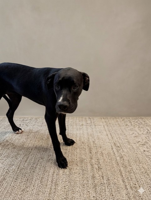 Shelter Stray Female Dog last seen Near BLOCK SW 107 AVE, 3599 NW 79th Ave, Doral, FL 33122, USA