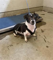 Shelter Stray Male Dog last seen , 600 Aviation Dr, Camarillo, CA 93010, USA