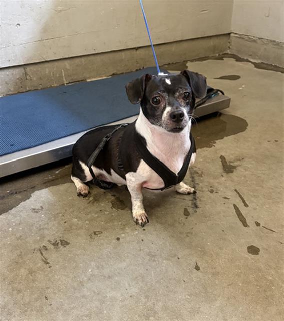Shelter Stray Male Dog last seen , 600 Aviation Dr, Camarillo, CA 93010, USA
