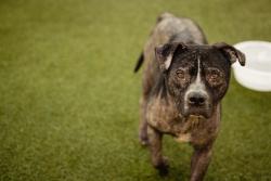 Shelter Stray Male Dog last seen , 2769 Conroy Rd, Orlando, FL 32839, USA