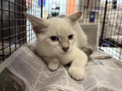 Shelter Stray Female Cat last seen , 957 N Gaffey St, San Pedro, CA 90731, USA