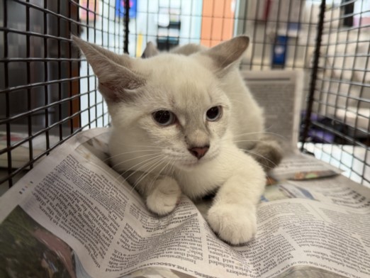 Shelter Stray Female Cat last seen , 957 N Gaffey St, San Pedro, CA 90731, USA