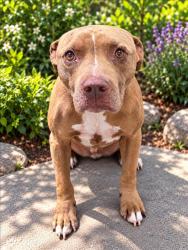 Shelter Stray Male Dog last seen , 957 N Gaffey St, San Pedro, CA 90731, USA