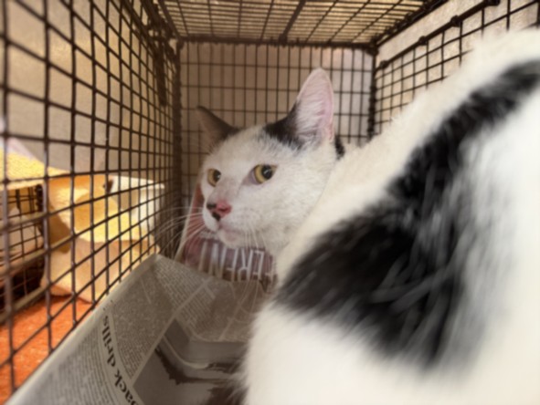 Shelter Stray Male Cat last seen , 957 N Gaffey St, San Pedro, CA 90731, USA