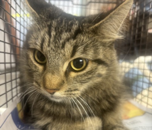 Shelter Stray Female Cat last seen , 957 N Gaffey St, San Pedro, CA 90731, USA