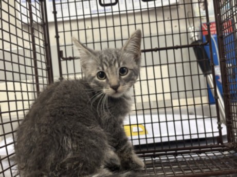 Shelter Stray Male Cat last seen , 957 N Gaffey St, San Pedro, CA 90731, USA