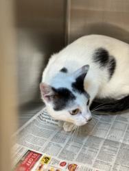 Shelter Stray Male Cat last seen , 957 N Gaffey St, San Pedro, CA 90731, USA
