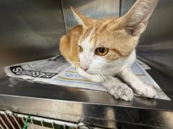Shelter Stray Male Cat last seen , 957 N Gaffey St, San Pedro, CA 90731, USA