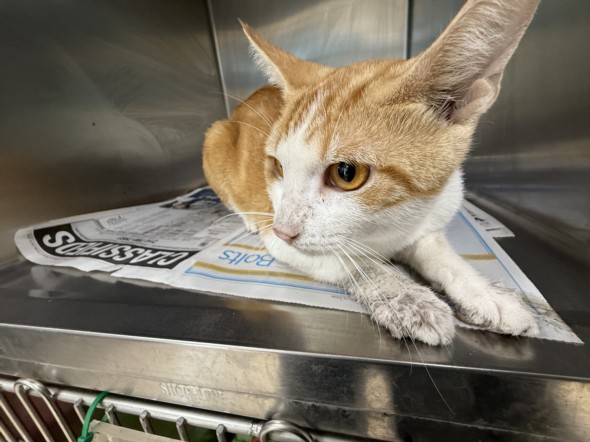Shelter Stray Male Cat last seen , 957 N Gaffey St, San Pedro, CA 90731, USA