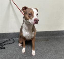 Shelter Stray Female Dog last seen , 3201 Lacy St, Los Angeles, CA 90031, USA