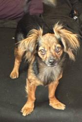 Reunited Female Dog last seen Near Specht Ave, Bell Gardens, CA 90201, USA, Bell Gardens, CA 90201