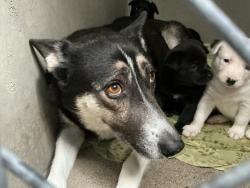 Shelter Stray Female Dog last seen SAN CARLOS X ADAMS, 333 Chandler Pl, San Bernardino, CA 92408, USA