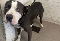 Shelter Stray Male Dog last seen Near BLOCK N MARCELLA AVE, 333 Chandler Pl, San Bernardino, CA 92408, USA